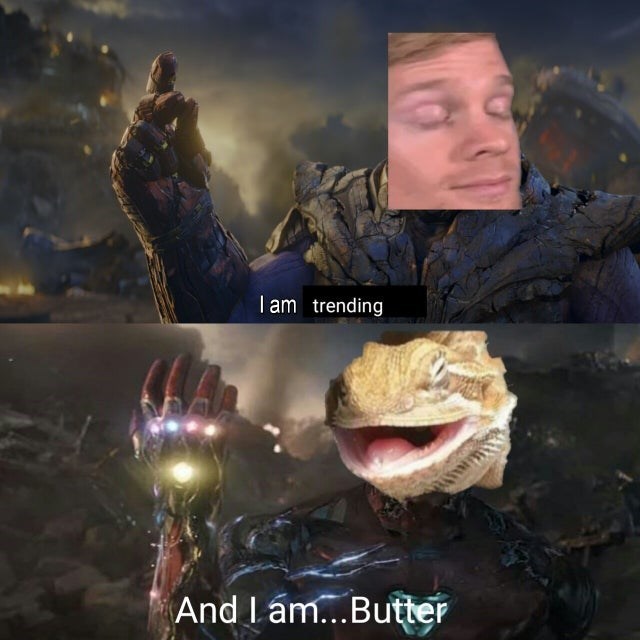 Butter lizard bearded dragon meme