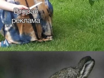 Бабушка с ножом за спиной и кролик мем