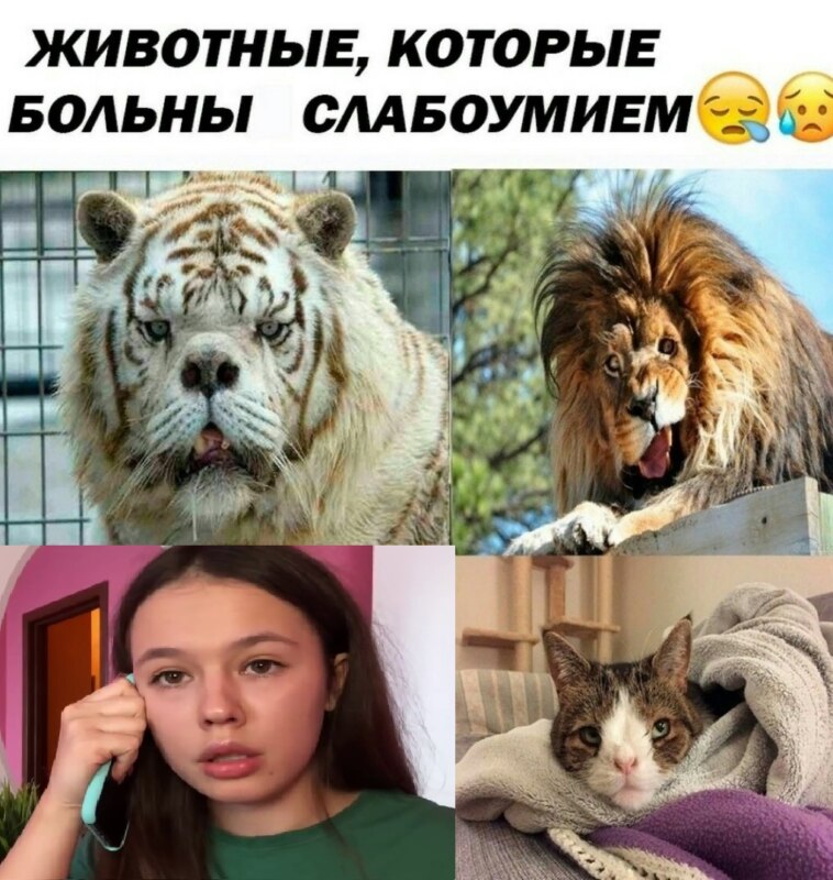 Инстасамка