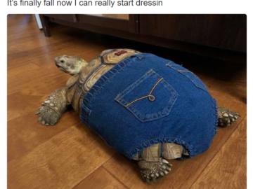 I can really start dressin