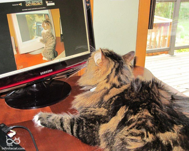 Коты смотрят на других котов Коты смотрят на других котов