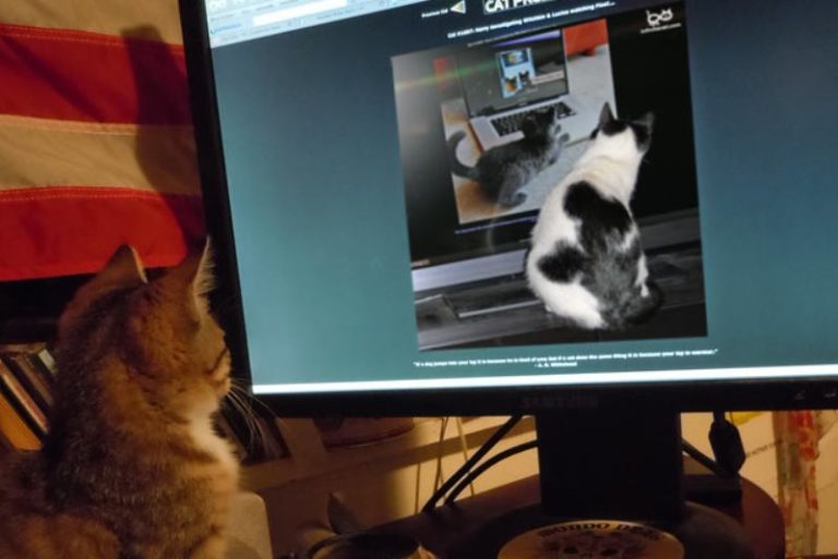 Коты смотрят на других котов
