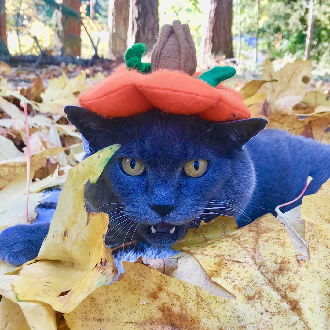 Толстая кошка Шлакоблок