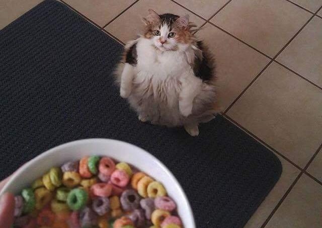 кошке с колечками