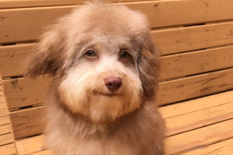 Пес с человеческим лицом