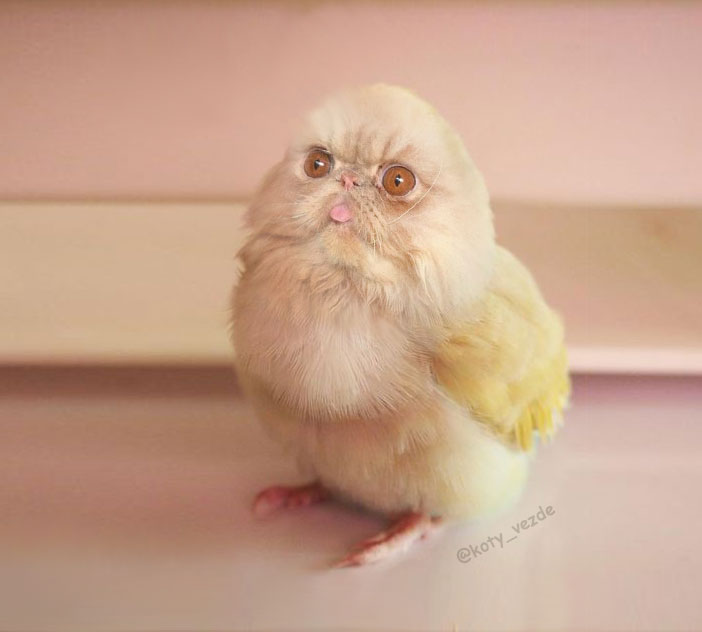 фотожабы с котами фотожабы с котами