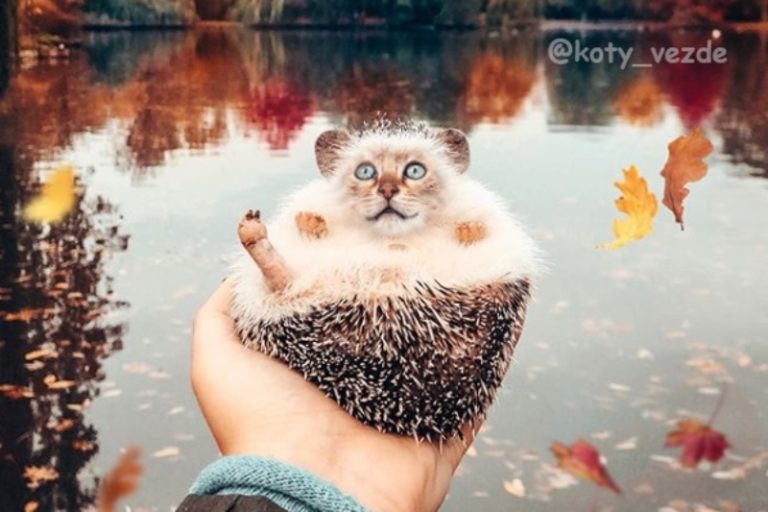 животные с кошачьими мордами