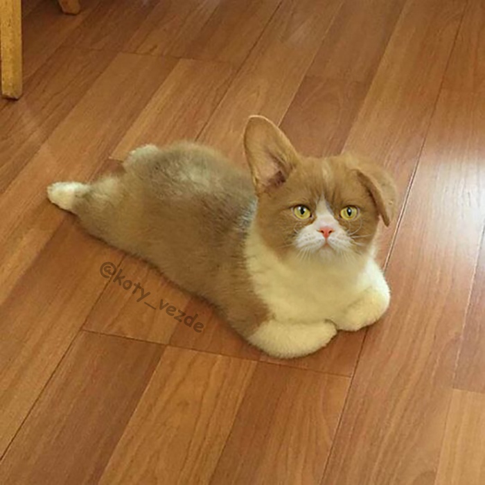 фотожабы с котами фотожабы с котами