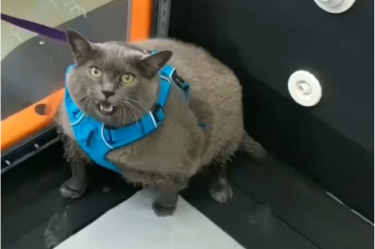 Толстая кошка Шлакоблочина