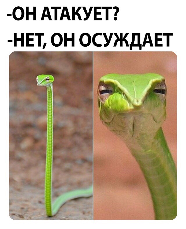 Скептическая змея