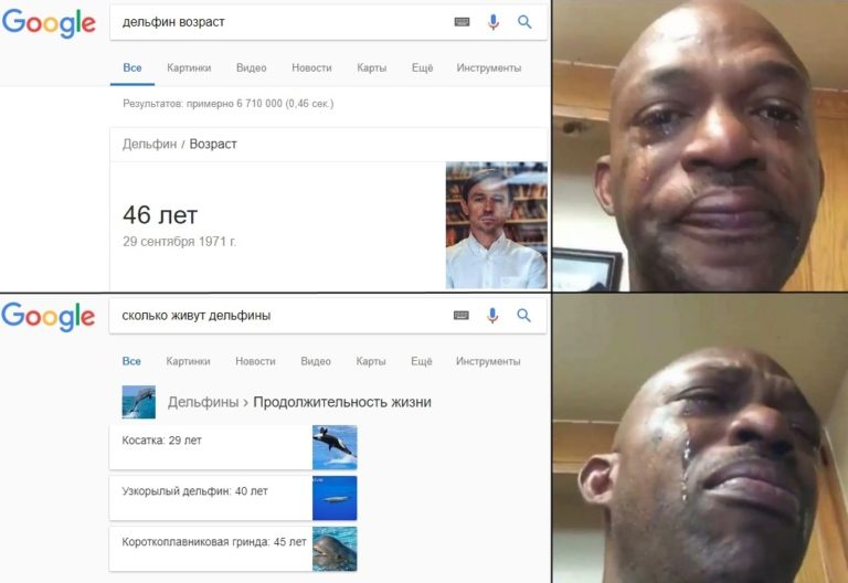 Сколько лет живут дельфины мем