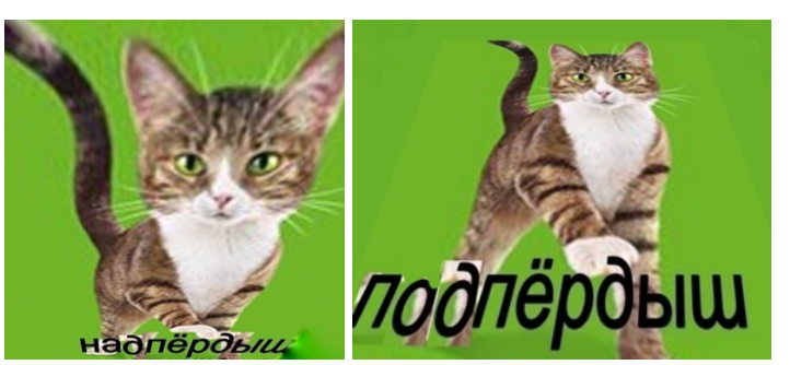 Подпердыш