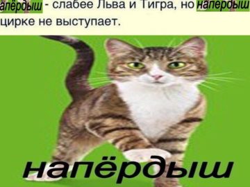 Напердыш