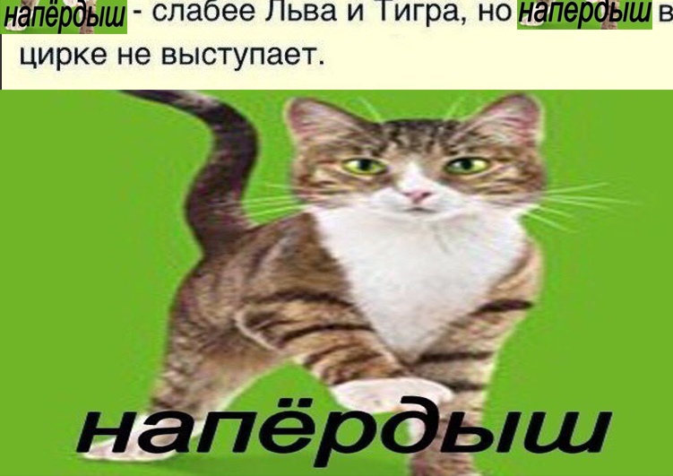 Напердыш