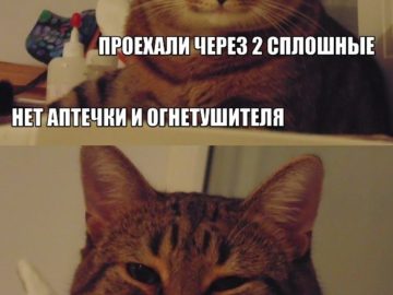 Полосатый кот улыбается