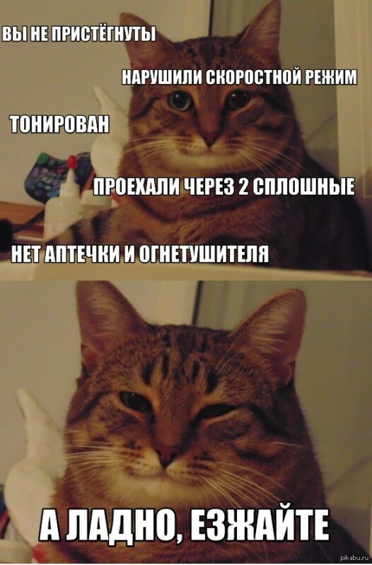Полосатый кот улыбается
