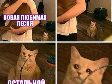 Кот смотрит на хозяина с собакой