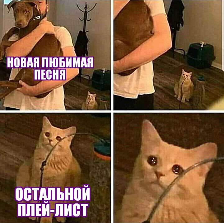 Кот смотрит на хозяина с собакой