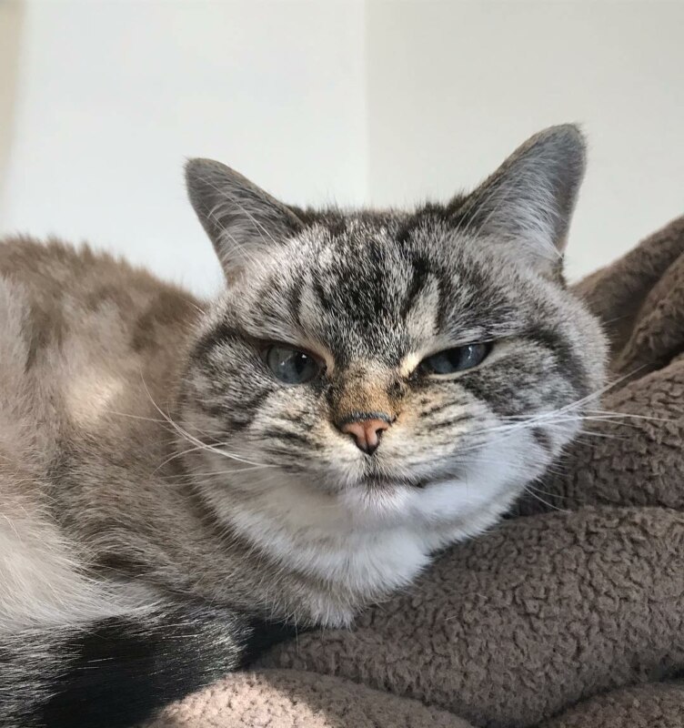кот с клыками
