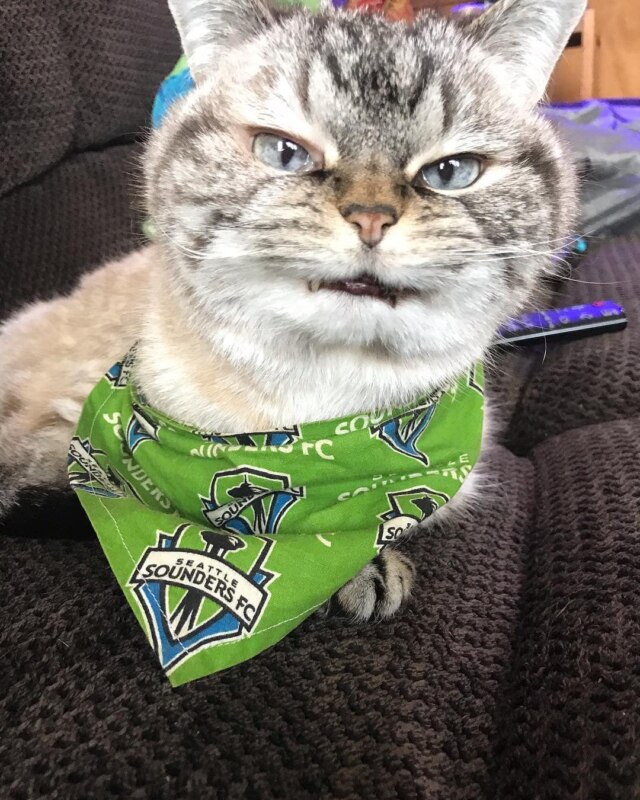 кот с клыками