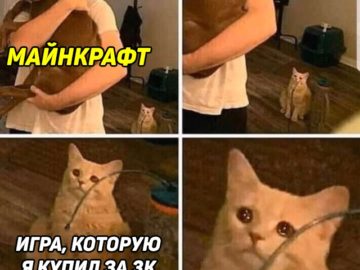 Кот смотрит на хозяина с собакой