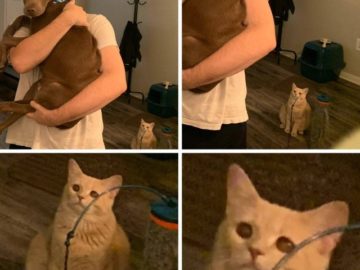 Кот смотрит на хозяина с собакой