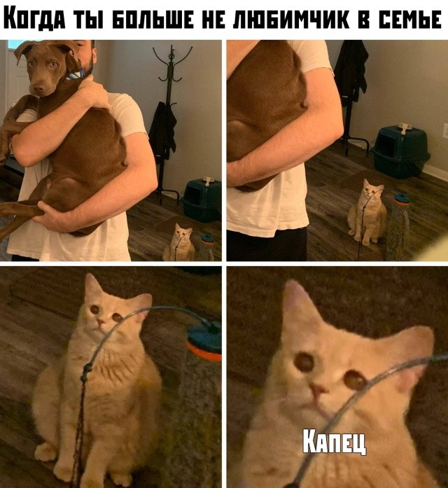 Кот смотрит на хозяина с собакой