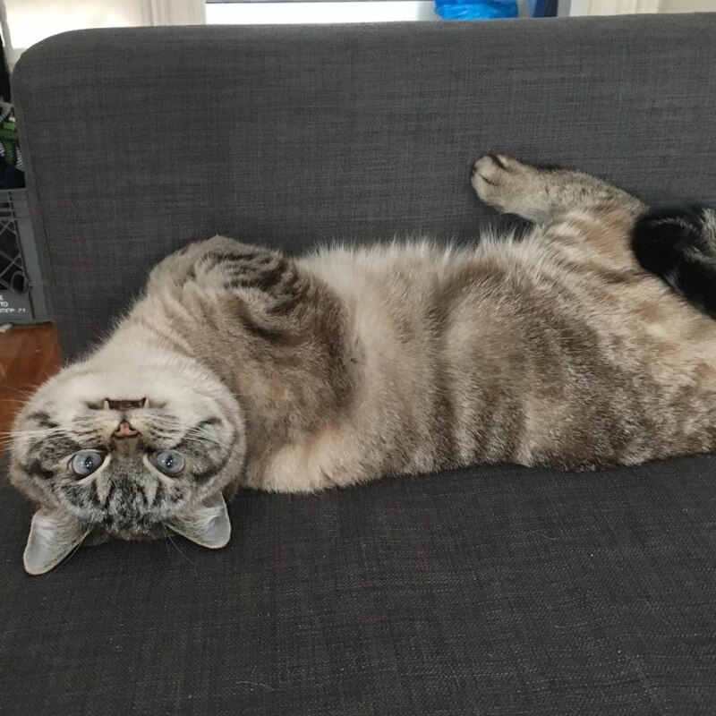 кот с клыками