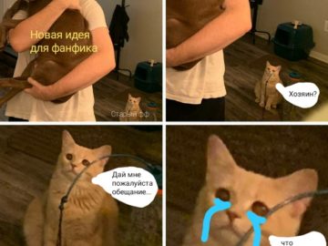 Кот смотрит на хозяина с собакой