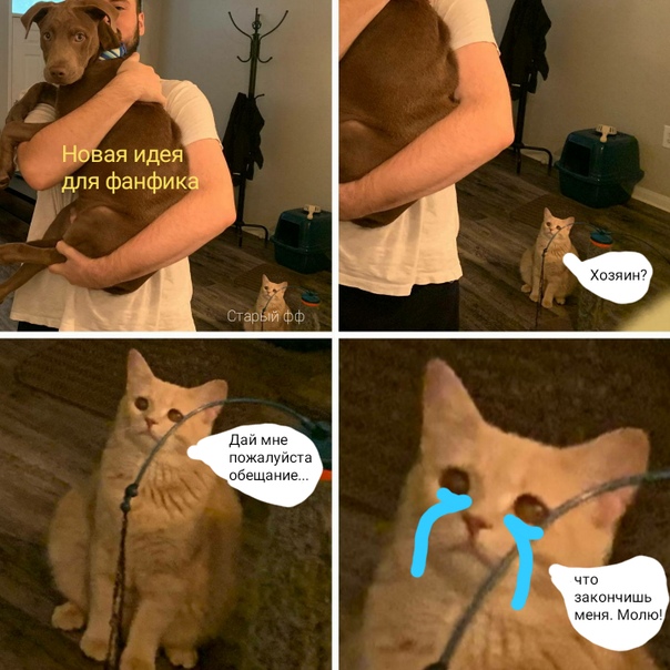 Кот смотрит на хозяина с собакой