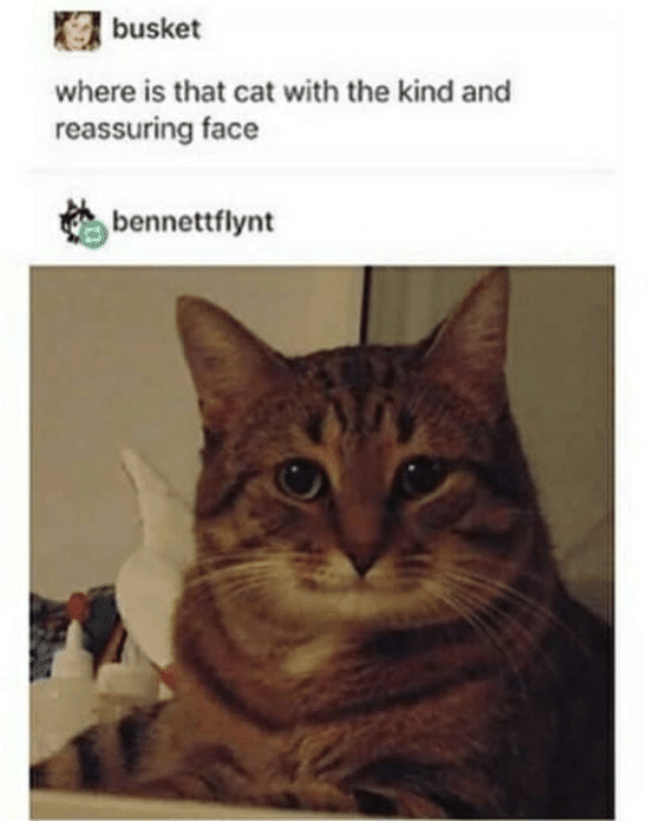 кот улыбается кот улыбается