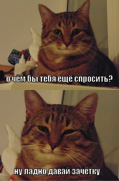 Полосатый кот улыбается Полосатый кот улыбается