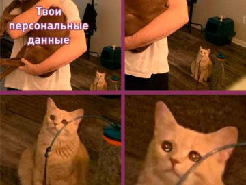 Кот смотрит на хозяина с собакой