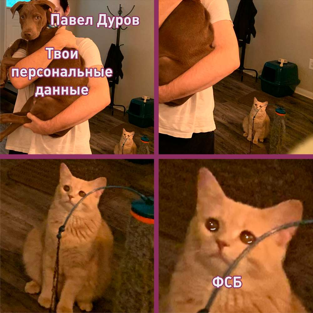 Кот смотрит на хозяина с собакой
