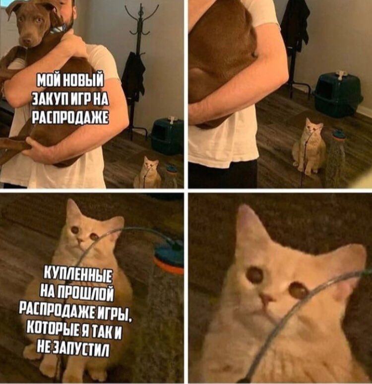 Кот смотрит на хозяина с собакой