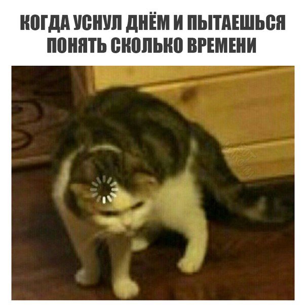Кот грузится мем Кот грузится мем