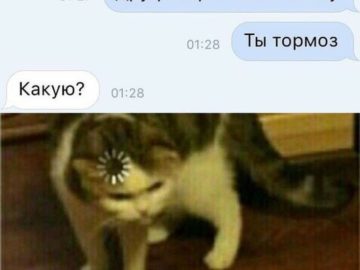 Кот грузится