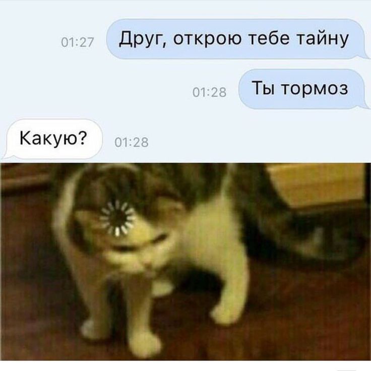 Кот грузится