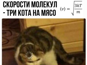 Кот грузится