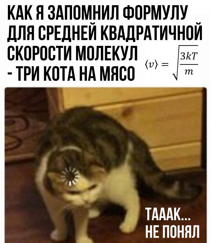 Кот грузится
