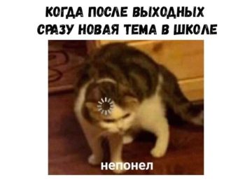 Кот грузится