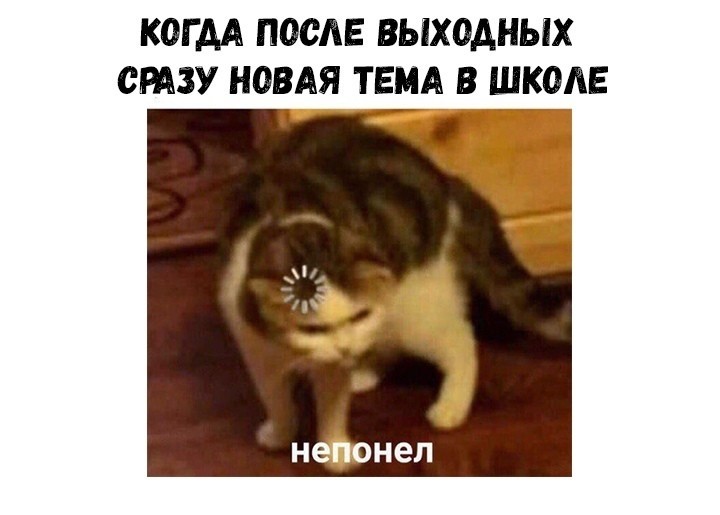 Кот грузится