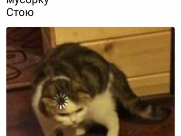 Кот грузится