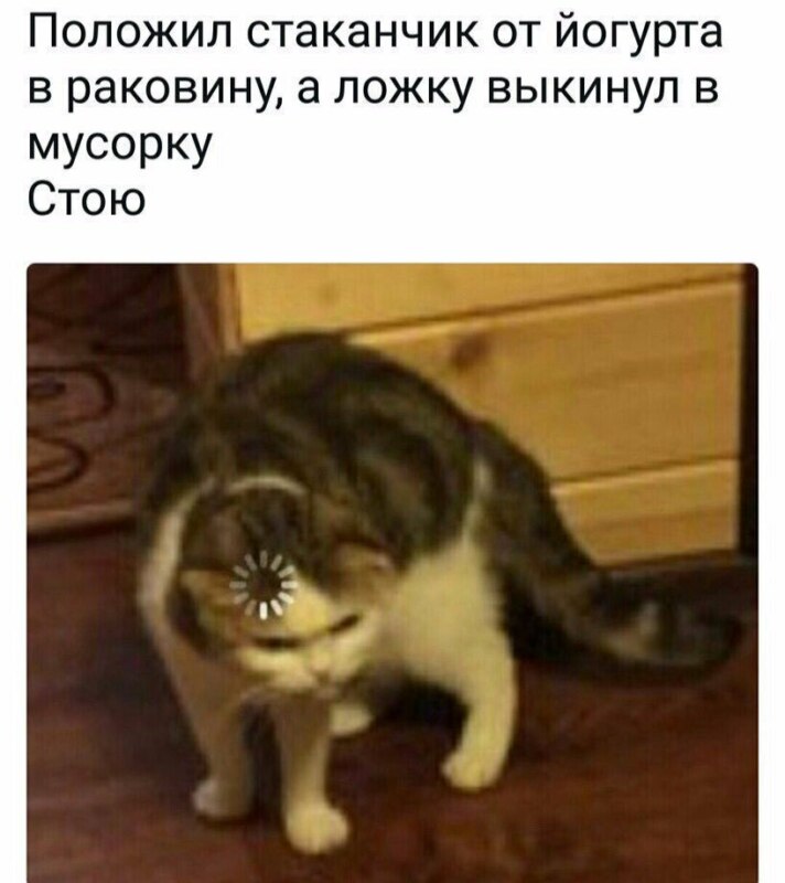 Кот грузится