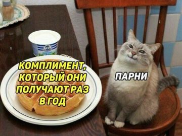 Кот с блинами или вафлями