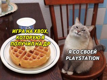 Кот с блинами или вафлями