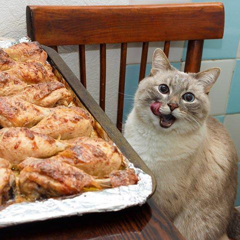 Кот с блинами или вафлями