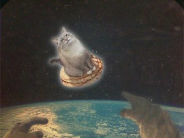 Кот с блинами или вафлями
