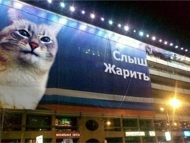 Кот с блинами или вафлями