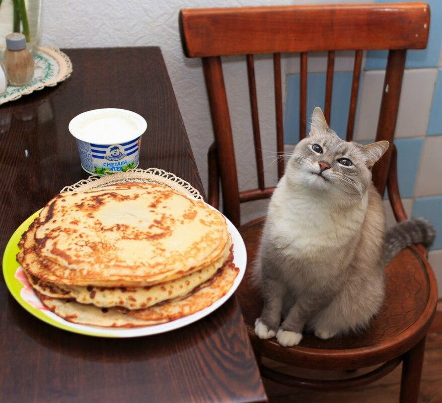 Мем кот с блинами Мем кот с блинами